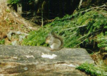 高見石小屋にいたリス